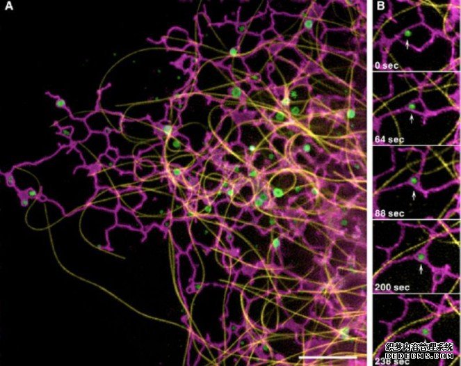 杏耀代理细胞器互作网络及其功能研究重大研究计划项目指南