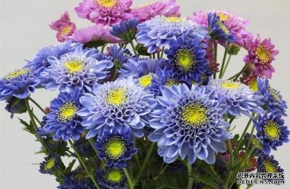 杏耀注册科学家首次培育出蓝菊花