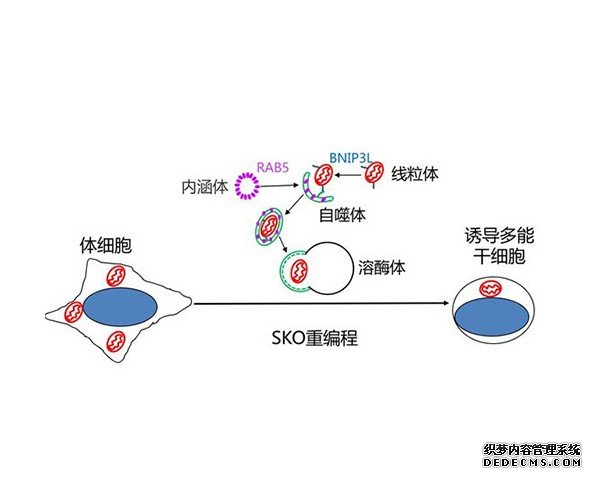 杏耀平台发现细胞器组分重塑和功能变化规律