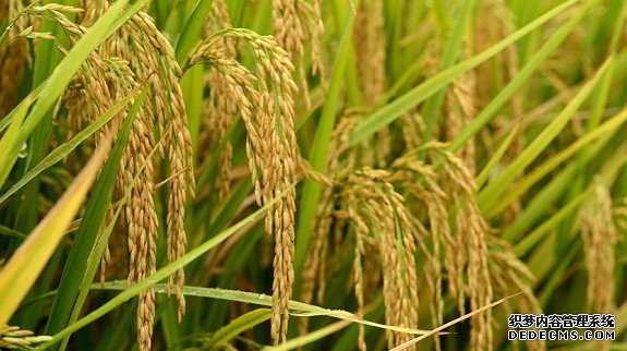 中国科学家发杏耀注册现水稻高产关键基因