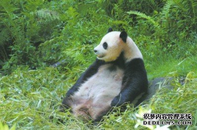 全球首例"混血"熊猫杏耀平台诞生 通婚有助复壮熊猫种群