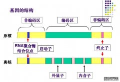 <b>新理论可改杏耀注册进对DNA和RNA大小的估测</b>