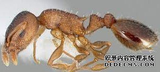 研究揭示懒惰杏耀蚂蚁给勤劳同伴下蛋吃