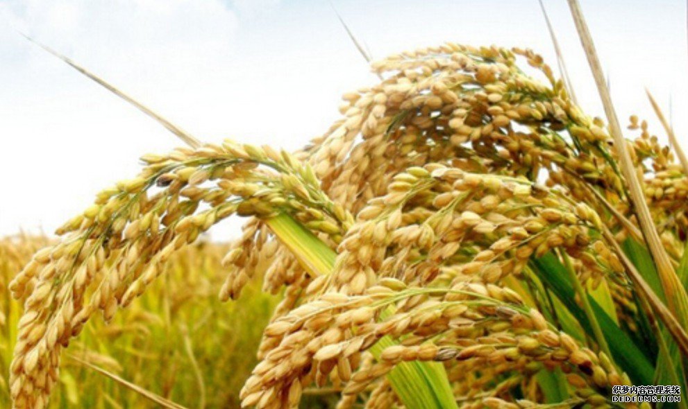 西南大学揭杏耀注册示诱变稻花数目可增加稻穗颗粒