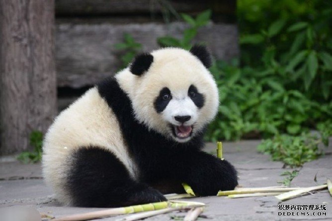 熊猫宝宝有了杏耀代理新家园 大熊猫国家公园有何看点