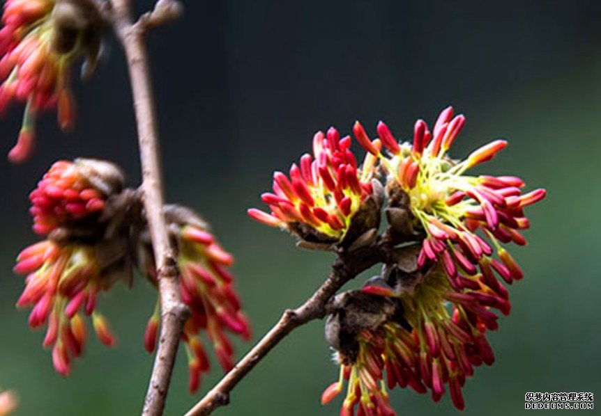 中科院昆明植物杏耀代理园引进极小种群野生植物银缕梅