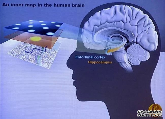 杏耀注册香港大学科研团队揭示大脑海马体新功能