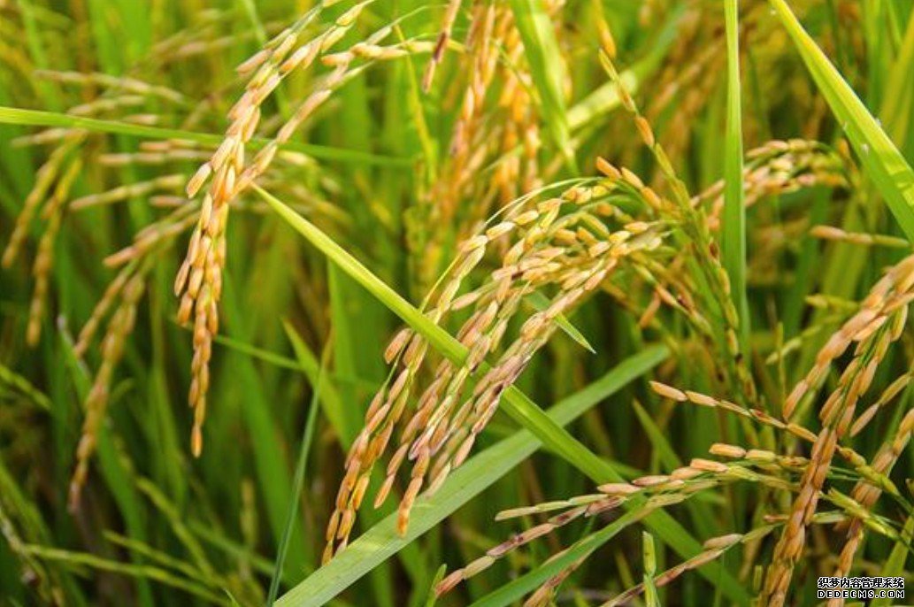 袁隆平海杏耀代理水稻将测产 或在2.8亿亩盐碱地推广