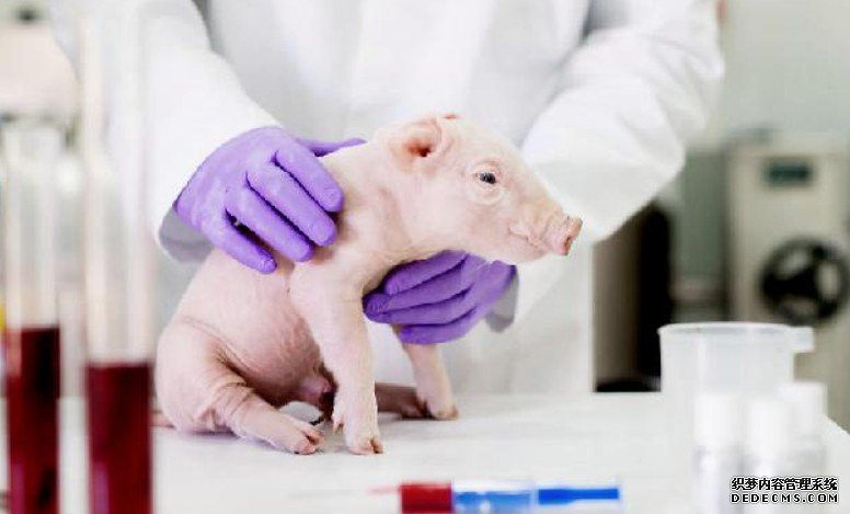 杏耀代理科学家对猪器官人体移植表示乐观