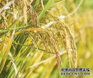 “海水稻”亩产杏耀最高可达620.95公斤