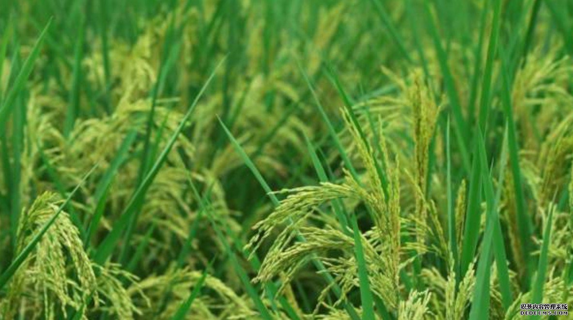 杏耀代理长沙高产“巨人稻”试种成功 个头超2米亩产过吨