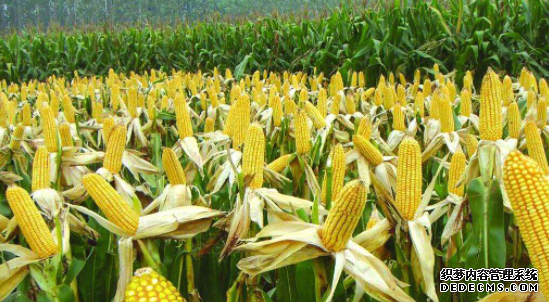 杏耀注册中国农科院再次刷新全国玉米高产新纪录