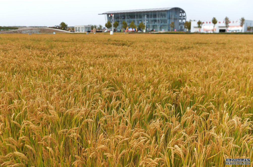 亿亩荒滩变粮仓杏耀代理 中国海水稻试种获重大突破