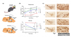 <b>中科院深圳先进院实现对小鼠超声神经调控杏耀</b>
