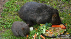 <b>高热量饮食有望助澳袋熊对抗皮肤病杏耀手机客</b>