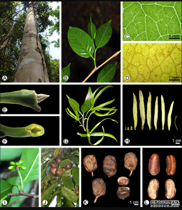中国科学家发杏耀平台现并命名一新属植物——征镒木属