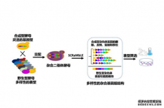 <b>基因组重杏耀代理排系统推进酵母菌株演化</b>