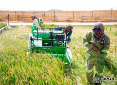 <b>袁隆平迪拜沙漠种植水稻成功 亩产超五百公斤杏</b>