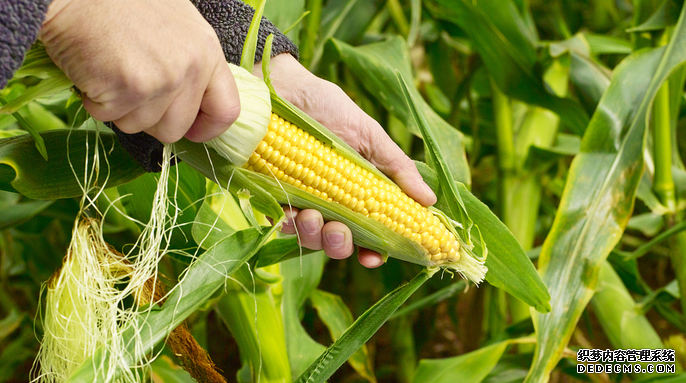 研究发现基因技术有望提高农作物产量杏耀注册