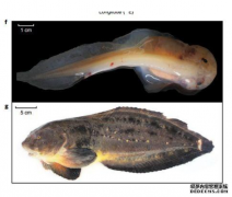 <b>我国科学家首次杏耀平台揭示狮子鱼深渊适应遗</b>