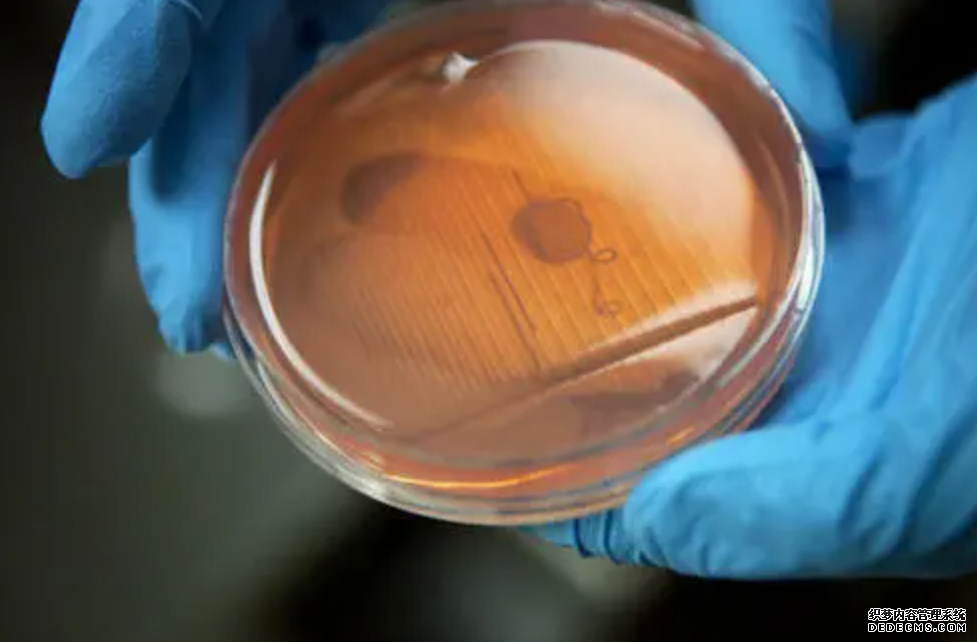 中国科学家世杏耀代理界首创新型细胞培养变色水凝胶