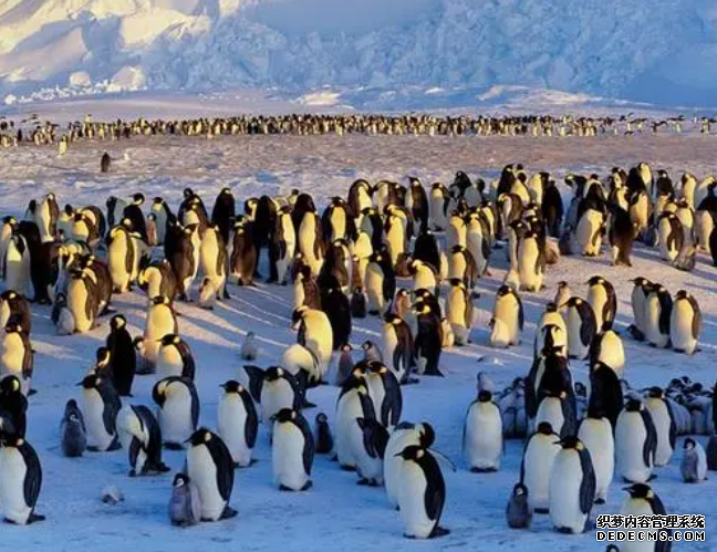 南极帝企鹅遭遇繁殖危机杏耀手机客户端