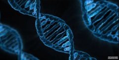 <b>美日创建迄今最大DNA基因模型杏耀代理</b>