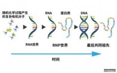 <b>我国科学家深度“解码”环形RNA杏耀代理</b>