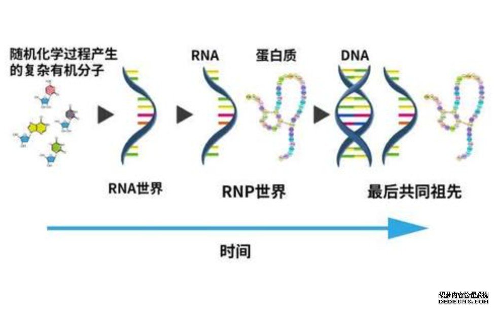 我国科学家深度“解码”环形RNA杏耀代理