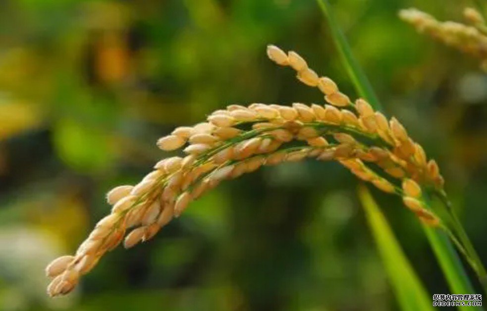 杏耀代理科学家发现影响稻米品质关键基因