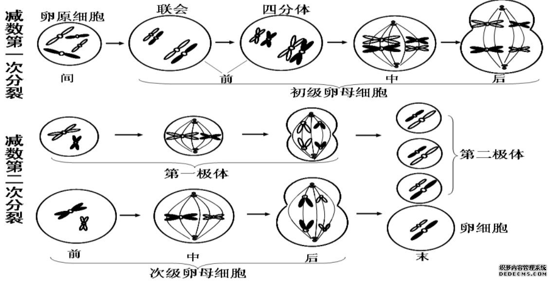 杏耀代理某复合物在心肌细胞表观遗传控制中起关键作用