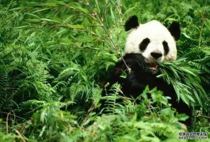 研究显示大熊猫吸杏耀手机客户端收营养的结构更像食肉动物