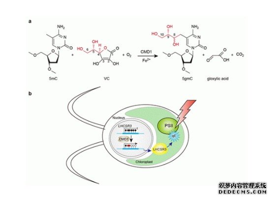 杏耀平台维生素C参与产生一种全新的DNA修饰