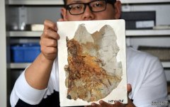 <b>中国发现1.6亿年前侏罗杏耀平台纪具膜质翅膀恐</b>