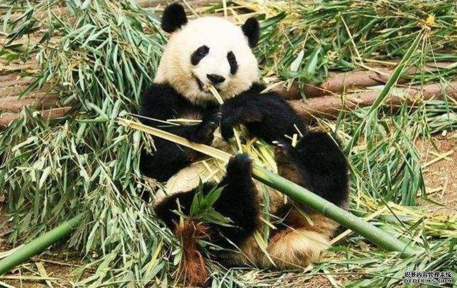 中外科学家合作测杏耀平台定首例古代大熊猫全基因组