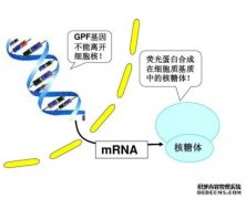 <b>杏耀代理“傲娇”的核糖体：不是所有mRNA我都看</b>
