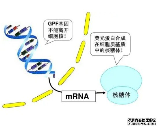 杏耀代理“傲娇”的核糖体：不是所有mRNA我都看得上