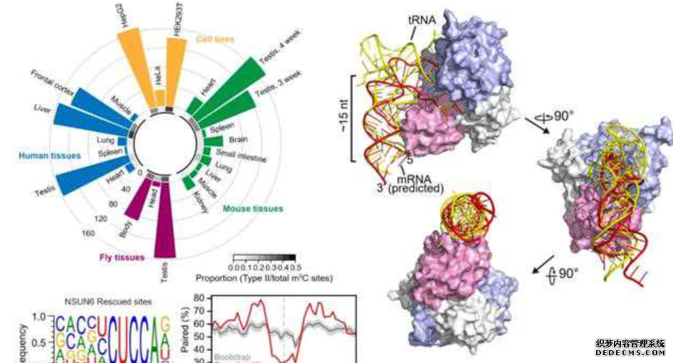 张锐团队揭示mRNA m5C的杏耀平台序列结构特征和动态变化规律