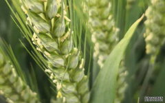 <b>中科院植物所杏耀平台揭示介导小麦开花新机制</b>