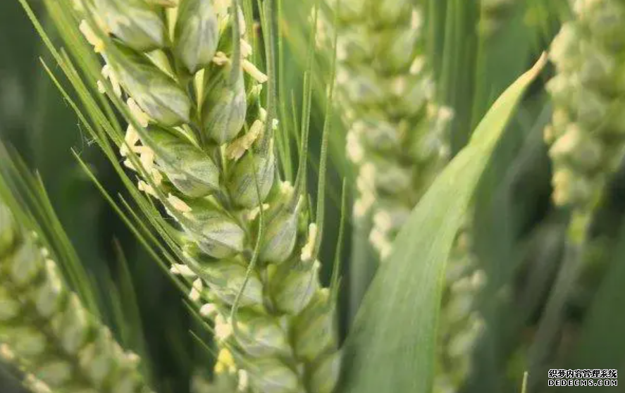 中科院植物所杏耀平台揭示介导小麦开花新机制