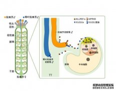 <b>科学家新发现为达尔文“杏耀代理同种花粉优先</b>