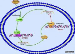 <b>陈发虎团队发现杏耀平台EPAS1基因的最后一块拼图</b>
