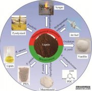 <b>我国学者在木质素选择性转化领域获进展杏耀代</b>