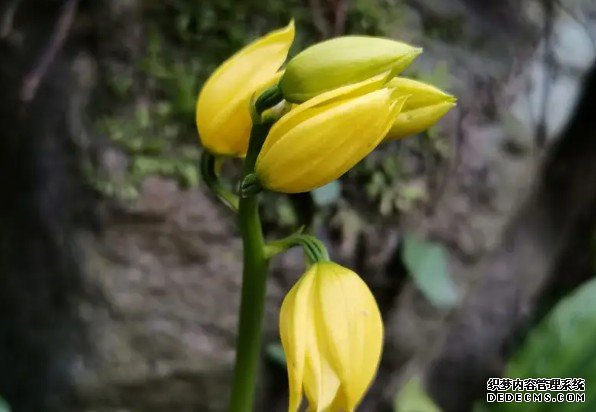 杏耀手机客户端武夷山脉首次发现国家一级保护植物大黄花虾脊兰