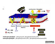 <b>人类磷脂翻转酶ATP8B1新型调控机理揭示杏耀代理</b>