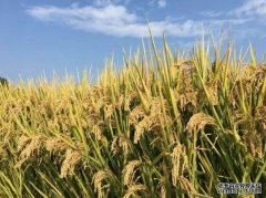<b>十年攻坚，水稻野生近缘种质资源创新获重要进</b>