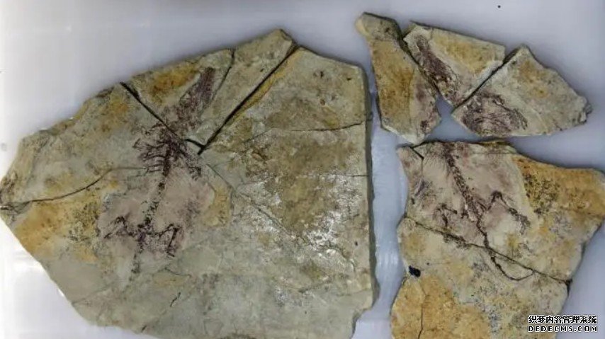 杏耀代理热河生物群这件1.2亿年前化石 为兽类起源提供了新证据