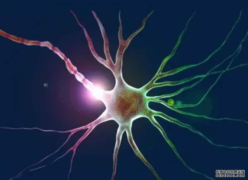运动皮层神经元活动实现新记忆索引杏耀代理