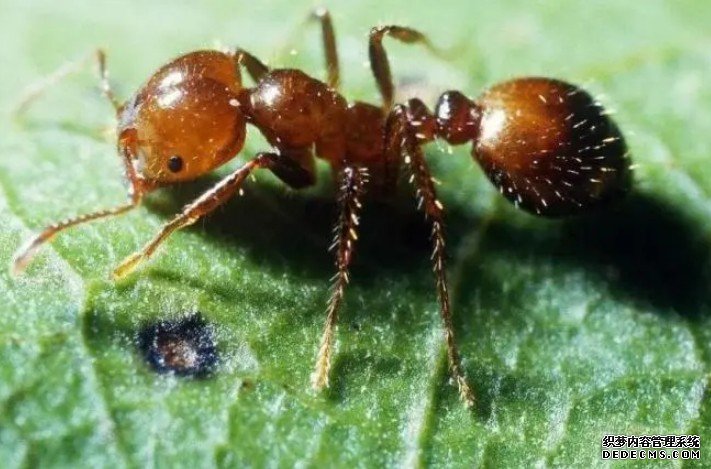 首次记录！我国大陆新发现的著名入侵物种小火杏耀代理蚁为何要警惕？