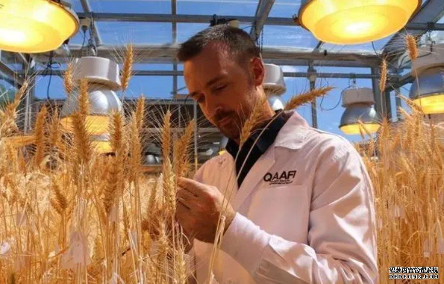 《科学》发文：利用这个基因，小麦产量提高杏耀代理